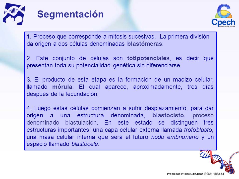 Segmentación 1. Proceso que corresponde a mitosis sucesivas. La primera división da origen a dos células denominadas blastómeras.