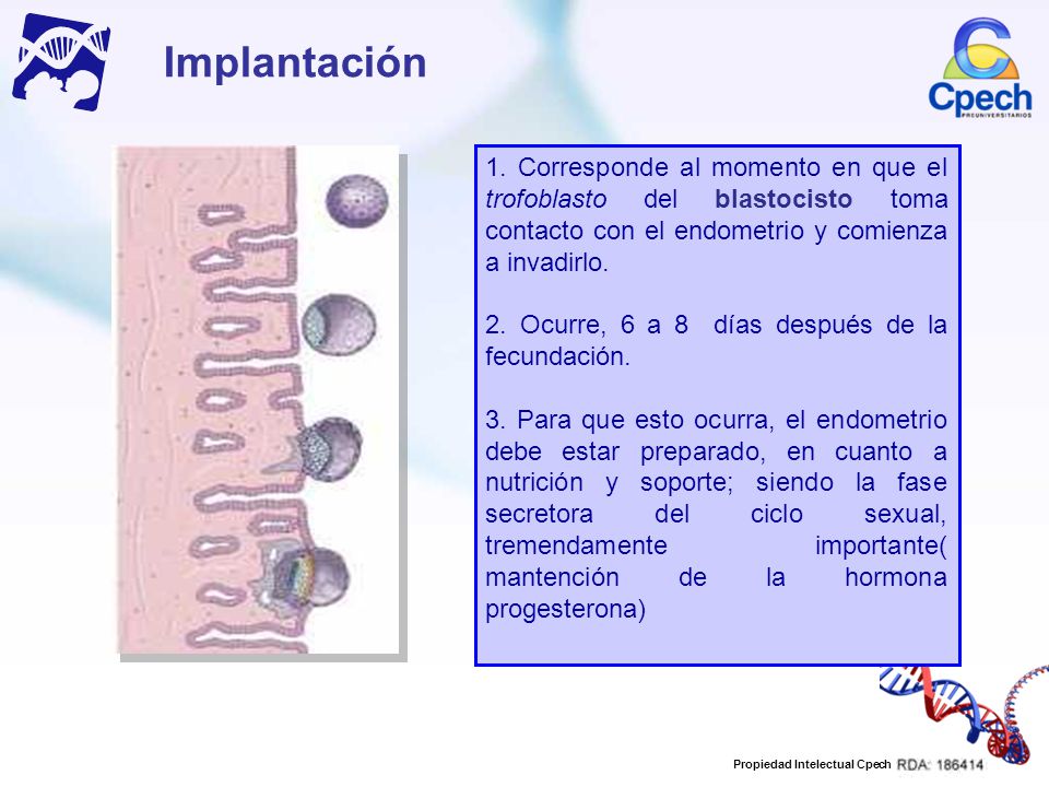 Implantación 1. Corresponde al momento en que el trofoblasto del blastocisto toma contacto con el endometrio y comienza a invadirlo.