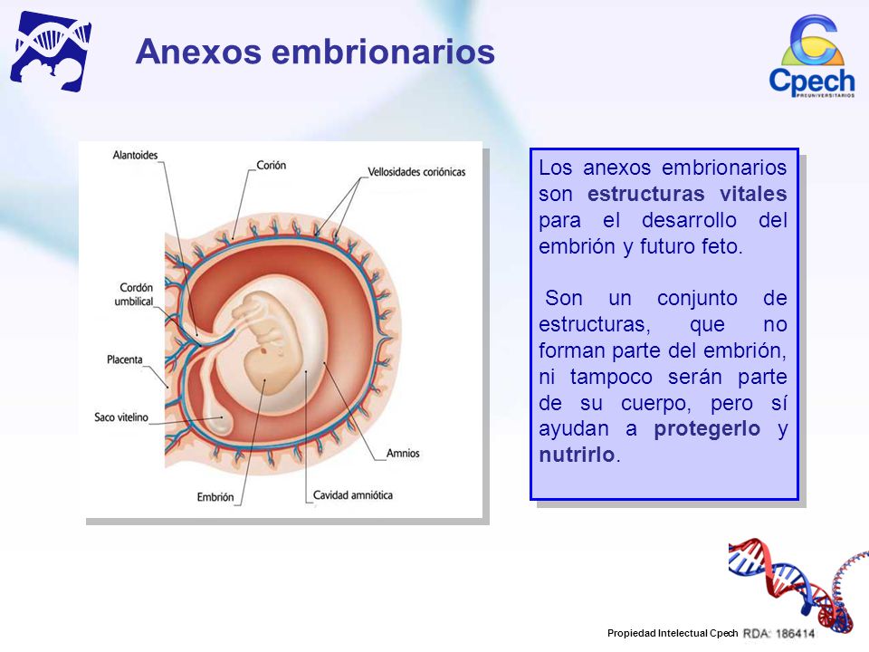 Anexos embrionarios Los anexos embrionarios son estructuras vitales para el desarrollo del embrión y futuro feto.