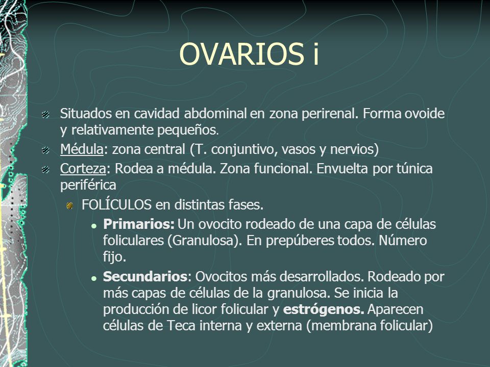 OVARIOS i Situados en cavidad abdominal en zona perirenal. Forma ovoide y relativamente pequeños.