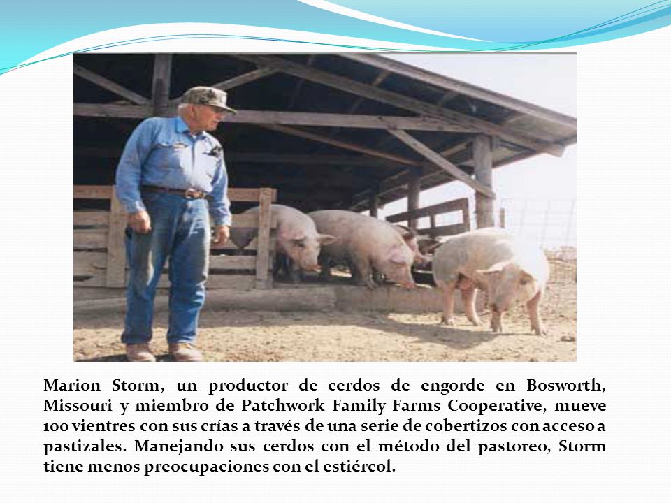 Marion Storm, un productor de cerdos de engorde en Bosworth, Missouri y miembro de Patchwork Family Farms Cooperative, mueve 100 vientres con sus crías a través de una serie de cobertizos con acceso a