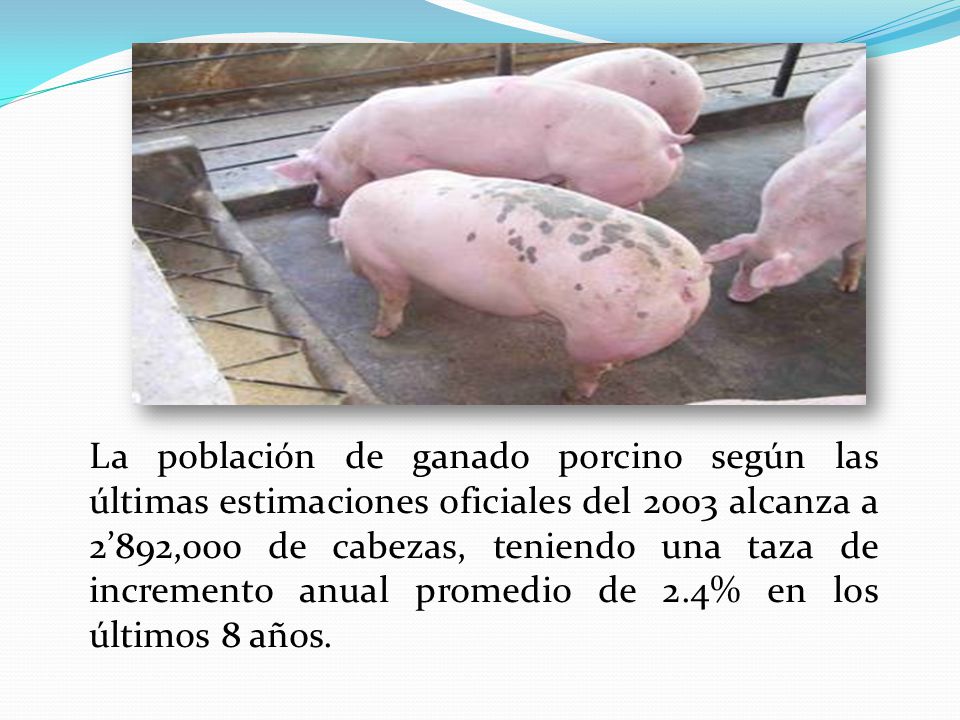 La población de ganado porcino según las últimas estimaciones oficiales del 2003 alcanza a 2’892,000 de cabezas, teniendo una taza de incremento anual promedio de 2.4% en los últimos 8 años.