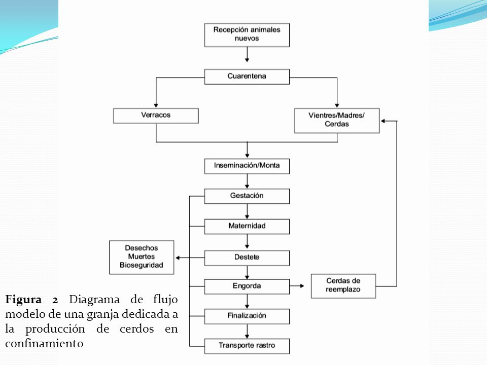 Figura 2 Diagrama de flujo modelo de una granja dedicada a la producción de cerdos en confinamiento