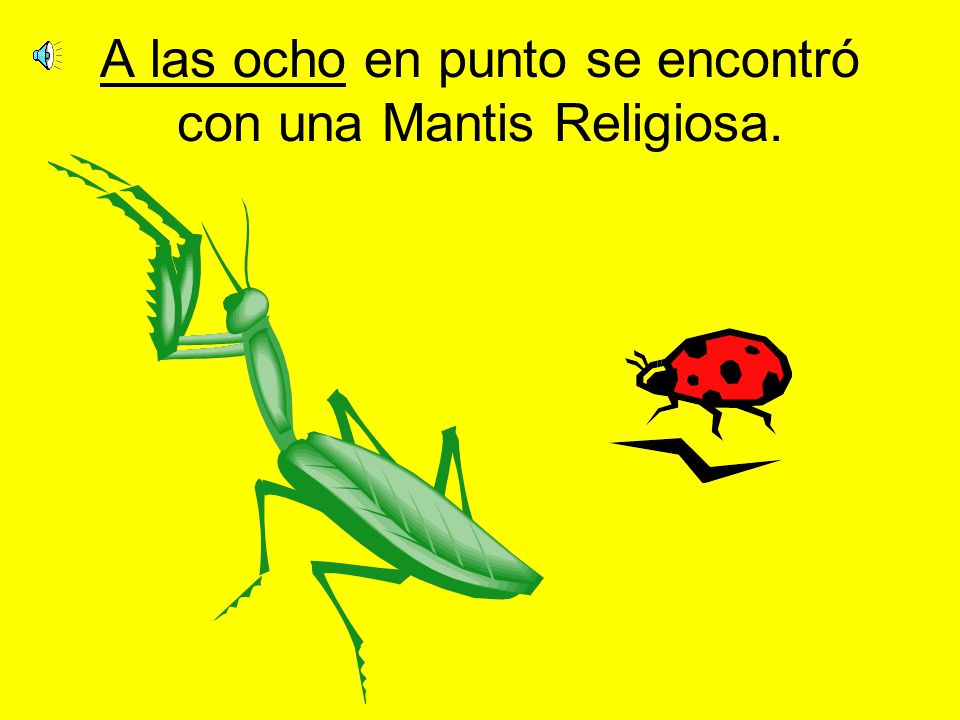 A las ocho en punto se encontró con una Mantis Religiosa.