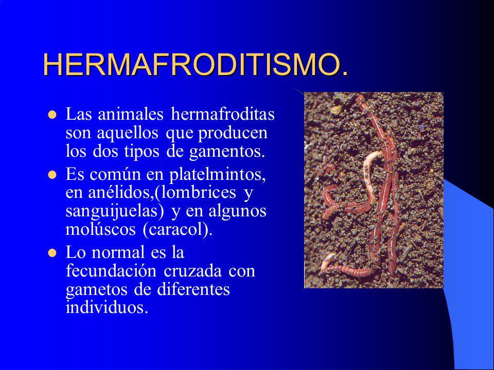 HERMAFRODITISMO. Las animales hermafroditas son aquellos que producen los dos tipos de gamentos.