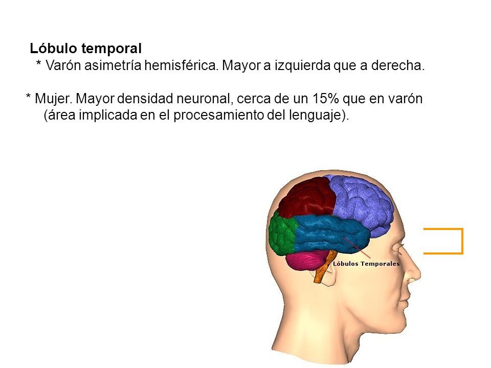 * Varón asimetría hemisférica. Mayor a izquierda que a derecha.