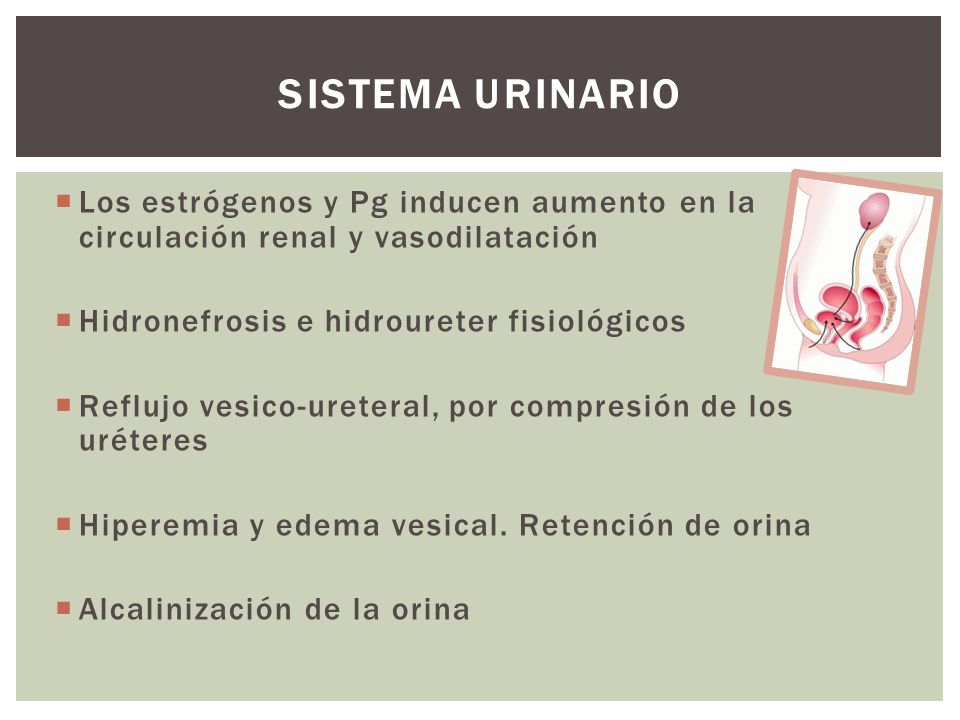 Sistema urinario Los estrógenos y Pg inducen aumento en la circulación renal y vasodilatación. Hidronefrosis e hidroureter fisiológicos.