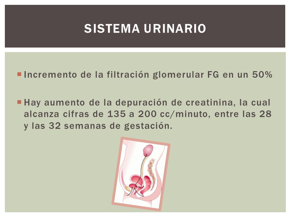 Sistema urinario Incremento de la filtración glomerular FG en un 50%