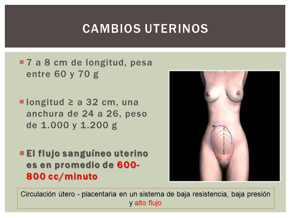 Cambios uterinos 7 a 8 cm de longitud, pesa entre 60 y 70 g