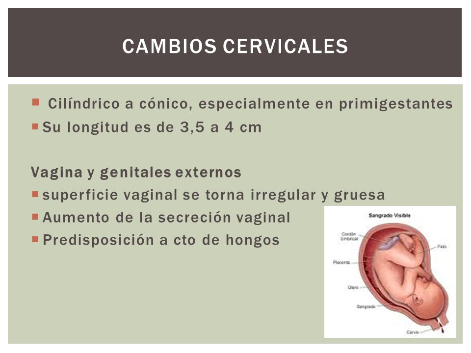 Cambios cervicales Cilíndrico a cónico, especialmente en primigestantes. Su longitud es de 3,5 a 4 cm.