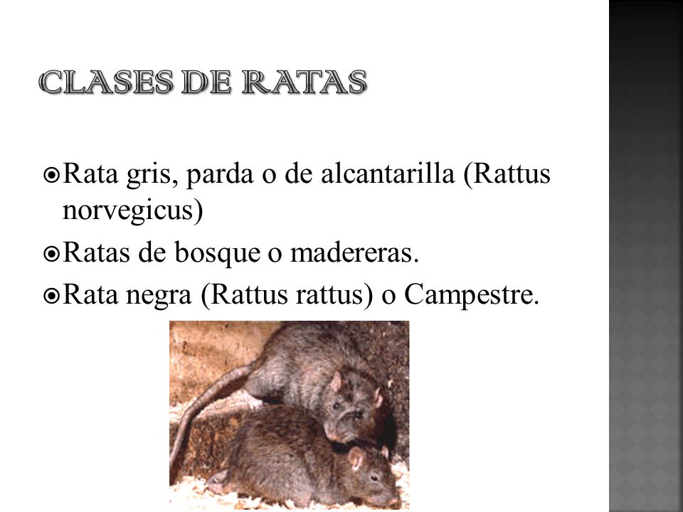 CLASES DE RATAS Rata gris, parda o de alcantarilla (Rattus norvegicus)