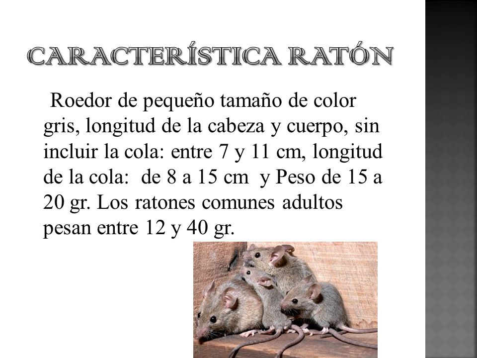 CARACTERÍSTICA RATÓN