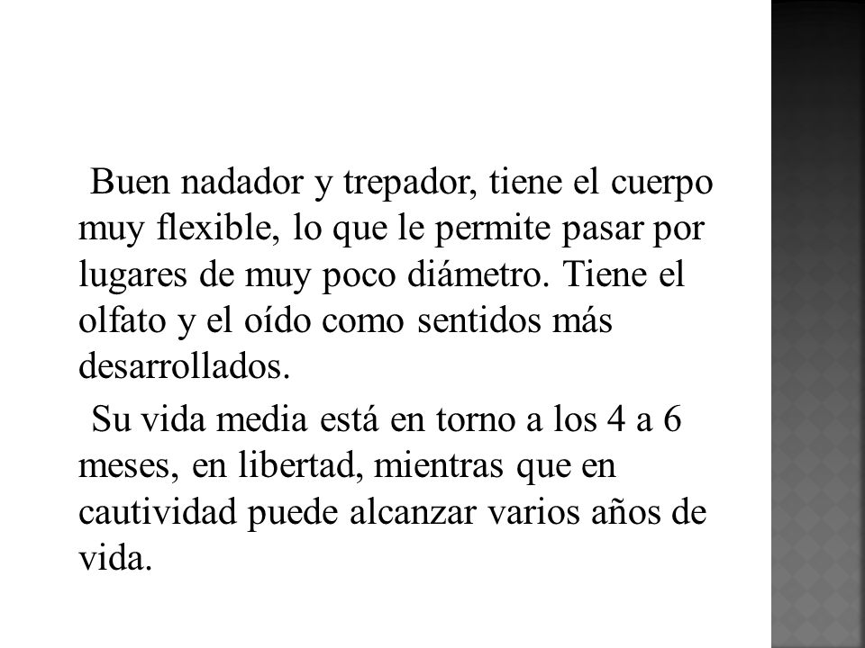 Buen nadador y trepador, tiene el cuerpo muy flexible, lo que le permite pasar por lugares de muy poco diámetro. Tiene el olfato y el oído como sentidos más desarrollados.