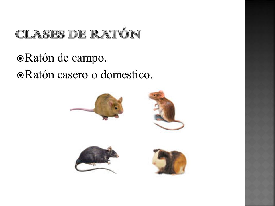 CLASES DE RATÓN Ratón de campo. Ratón casero o domestico.