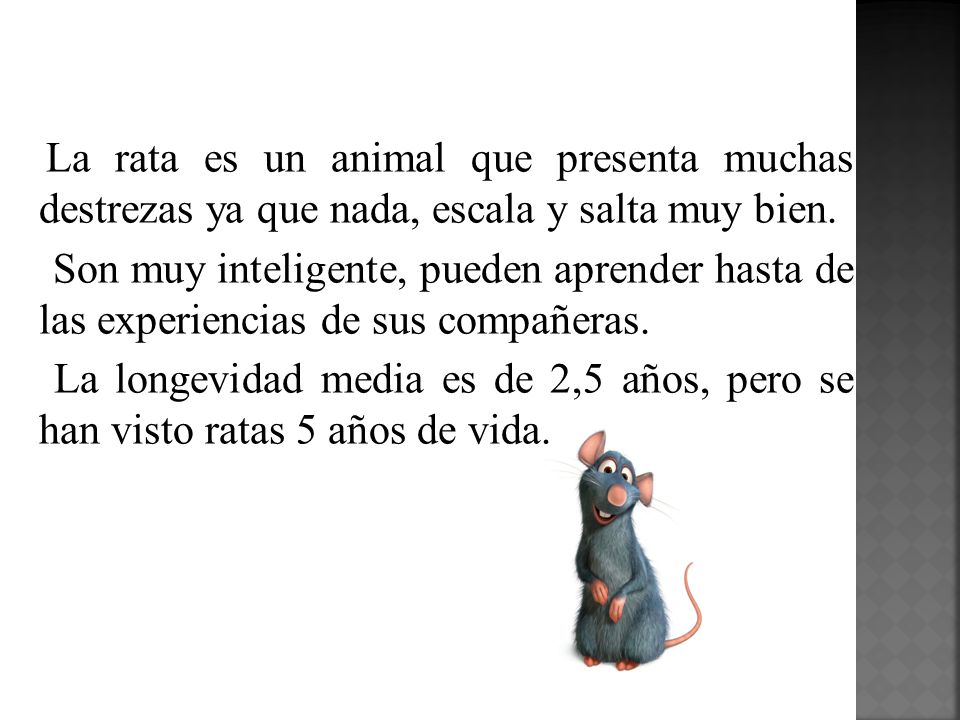 La rata es un animal que presenta muchas destrezas ya que nada, escala y salta muy bien.