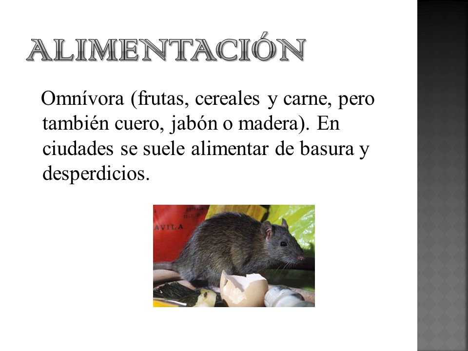Alimentación Omnívora (frutas, cereales y carne, pero también cuero, jabón o madera).