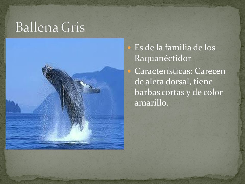 Ballena Gris Es de la familia de los Raquanéctidor
