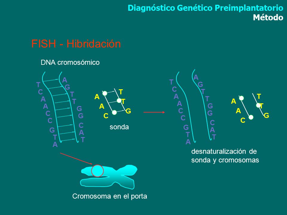 FISH - Hibridación Diagnóstico Genético Preimplantatorio Método G T A