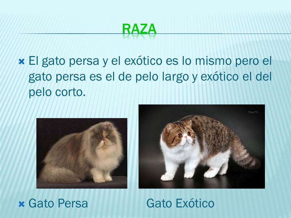 RAZA El gato persa y el exótico es lo mismo pero el gato persa es el de pelo largo y exótico el del pelo corto.