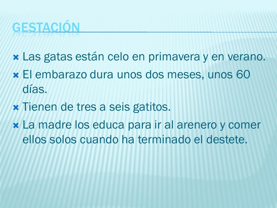 GESTACIÓN Las gatas están celo en primavera y en verano.
