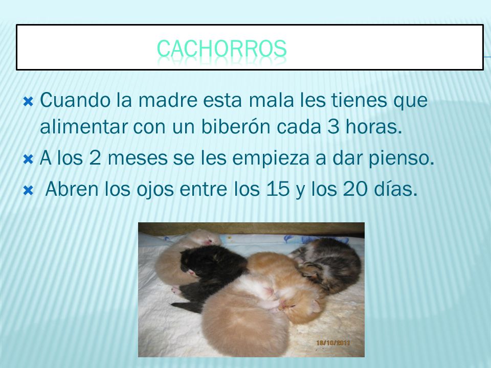 CACHORROS Cuando la madre esta mala les tienes que alimentar con un biberón cada 3 horas. A los 2 meses se les empieza a dar pienso.