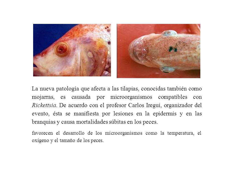 La nueva patología que afecta a las tilapias, conocidas también como mojarras, es causada por microorganismos compatibles con Rickettsia. De acuerdo con el profesor Carlos Iregui, organizador del evento, ésta se manifiesta por lesiones en la epidermis y en las branquias y causa mortalidades súbitas en los peces.