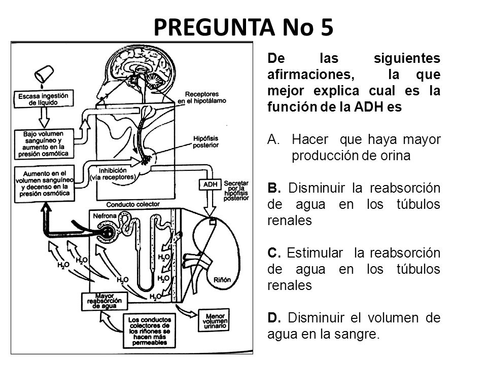 PREGUNTA No 5 De las siguientes afirmaciones, la que mejor explica cual es la función de la ADH es.