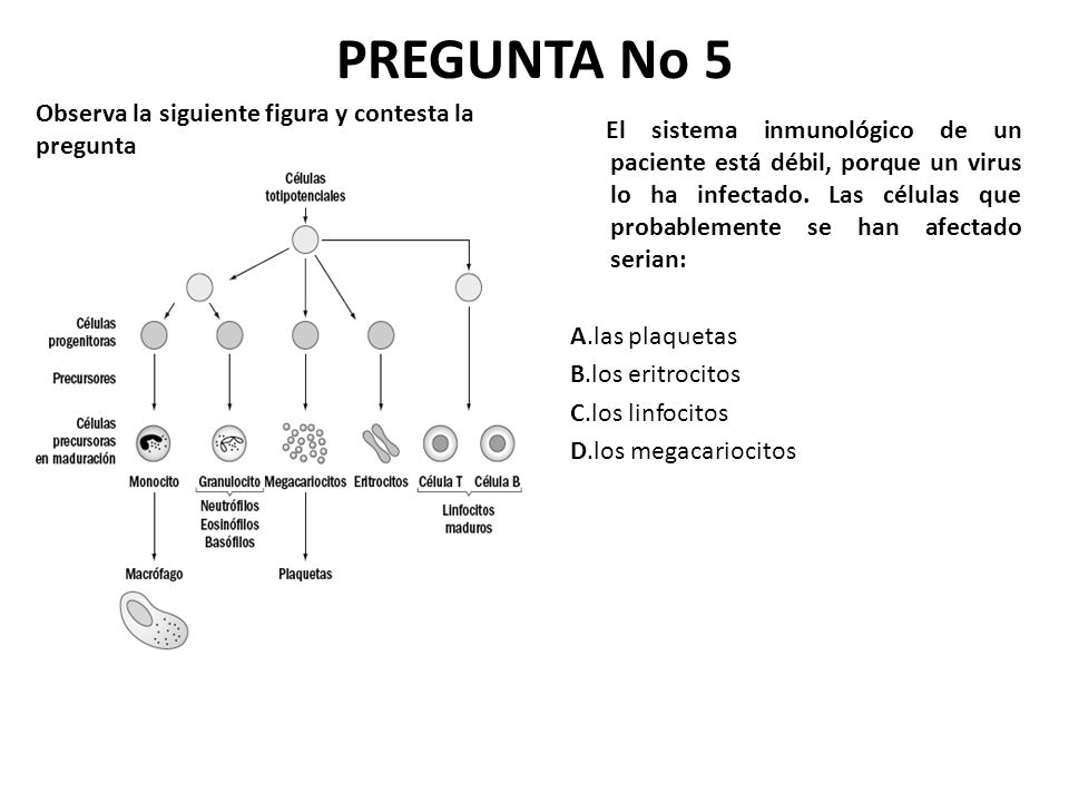 PREGUNTA No 5 Observa la siguiente figura y contesta la pregunta