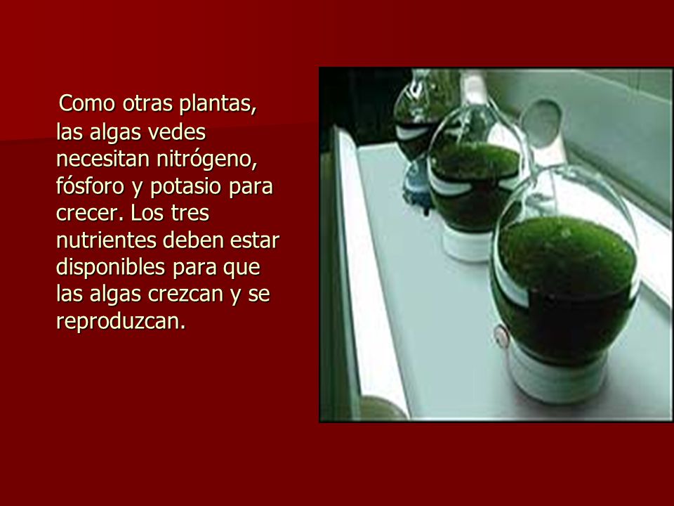 Como otras plantas, las algas vedes necesitan nitrógeno, fósforo y potasio para crecer.