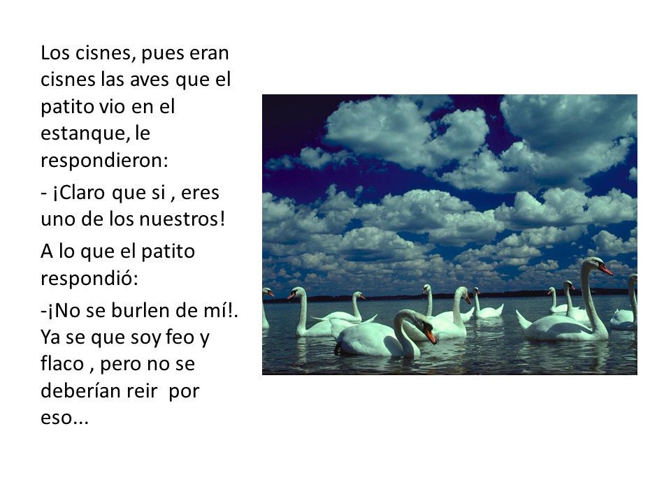 Los cisnes, pues eran cisnes las aves que el patito vio en el estanque, le respondieron: