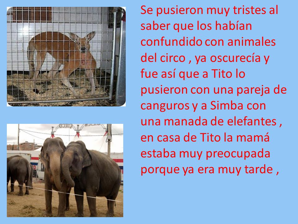 Se pusieron muy tristes al saber que los habían confundido con animales del circo , ya oscurecía y fue así que a Tito lo pusieron con una pareja de canguros y a Simba con una manada de elefantes , en casa de Tito la mamá estaba muy preocupada porque ya era muy tarde ,