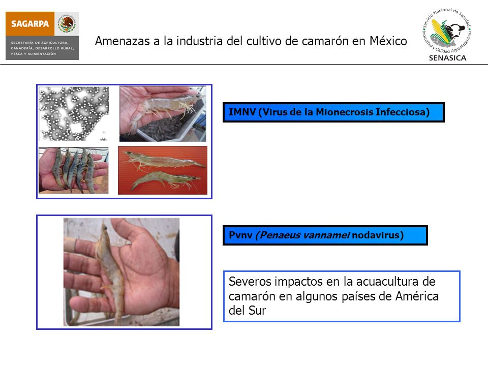 Amenazas a la industria del cultivo de camarón en México