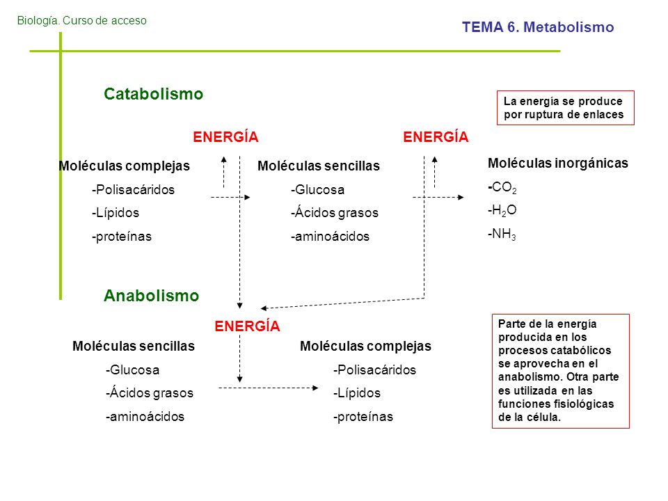 Catabolismo Anabolismo ENERGÍA ENERGÍA ENERGÍA Moléculas complejas