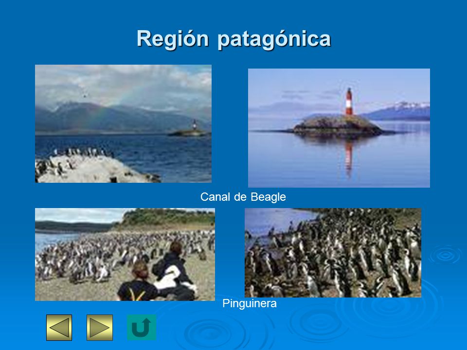 Región patagónica Canal de Beagle Pinguinera