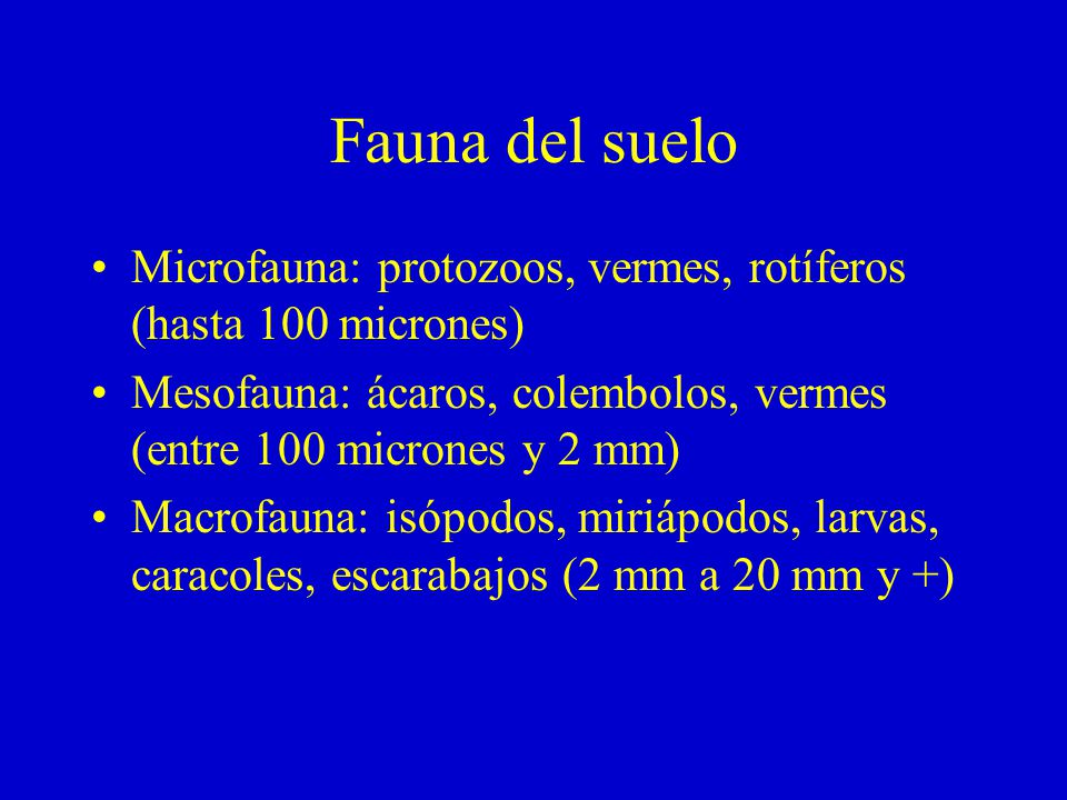 Fauna del suelo Microfauna: protozoos, vermes, rotíferos (hasta 100 micrones) Mesofauna: ácaros, colembolos, vermes (entre 100 micrones y 2 mm)