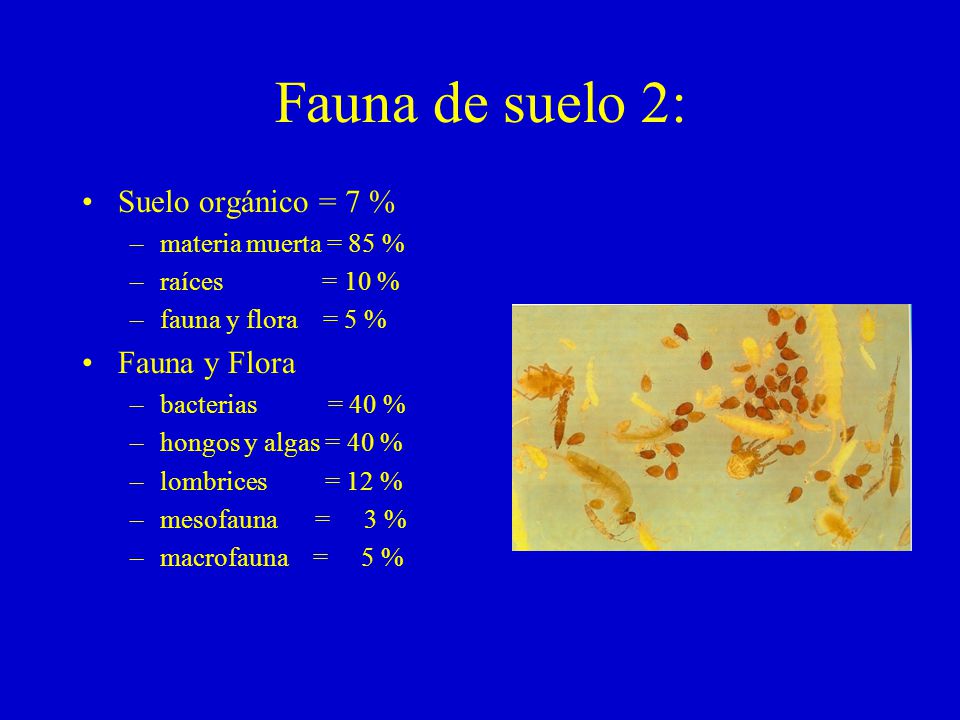 Fauna de suelo 2: Suelo orgánico = 7 % Fauna y Flora