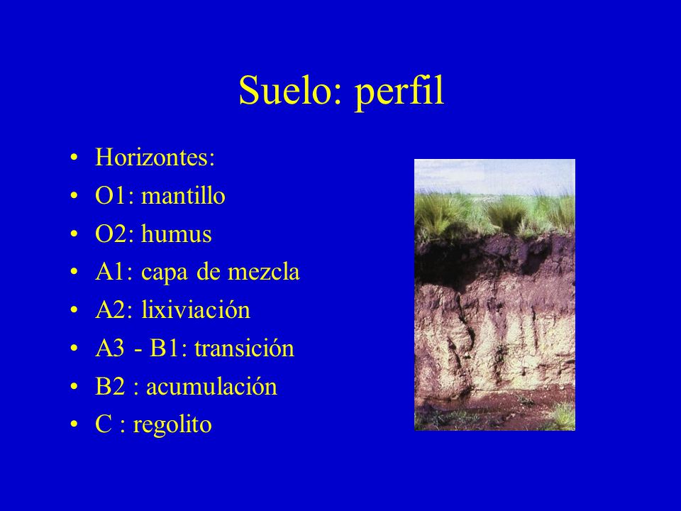Suelo: perfil Horizontes: O1: mantillo O2: humus A1: capa de mezcla