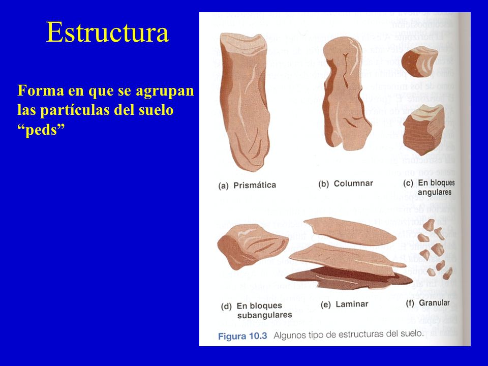 Estructura Forma en que se agrupan las partículas del suelo peds