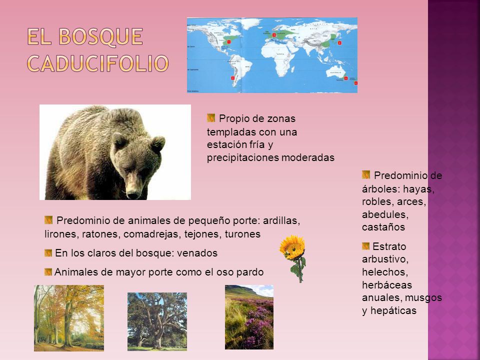 El bosque caducifolio Propio de zonas templadas con una estación fría y precipitaciones moderadas.