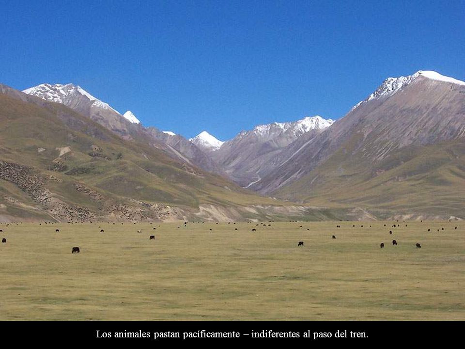 Los animales pastan pacíficamente – indiferentes al paso del tren.