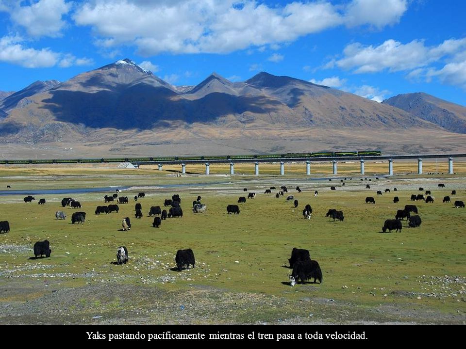 Yaks pastando pacíficamente mientras el tren pasa a toda velocidad.