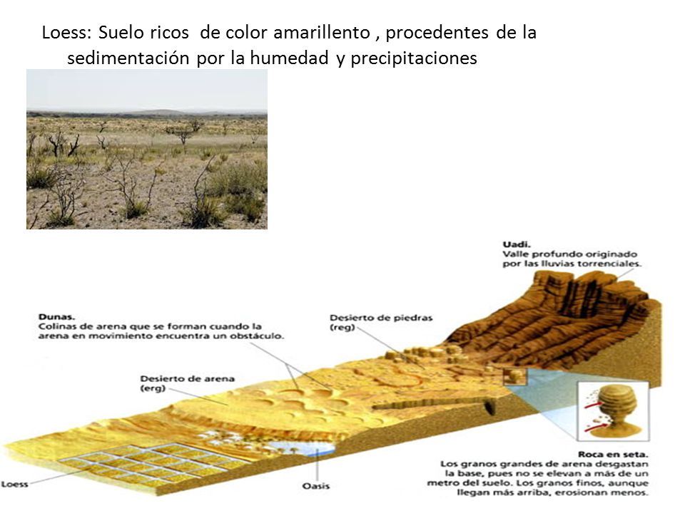 Loess: Suelo ricos de color amarillento , procedentes de la sedimentación por la humedad y precipitaciones
