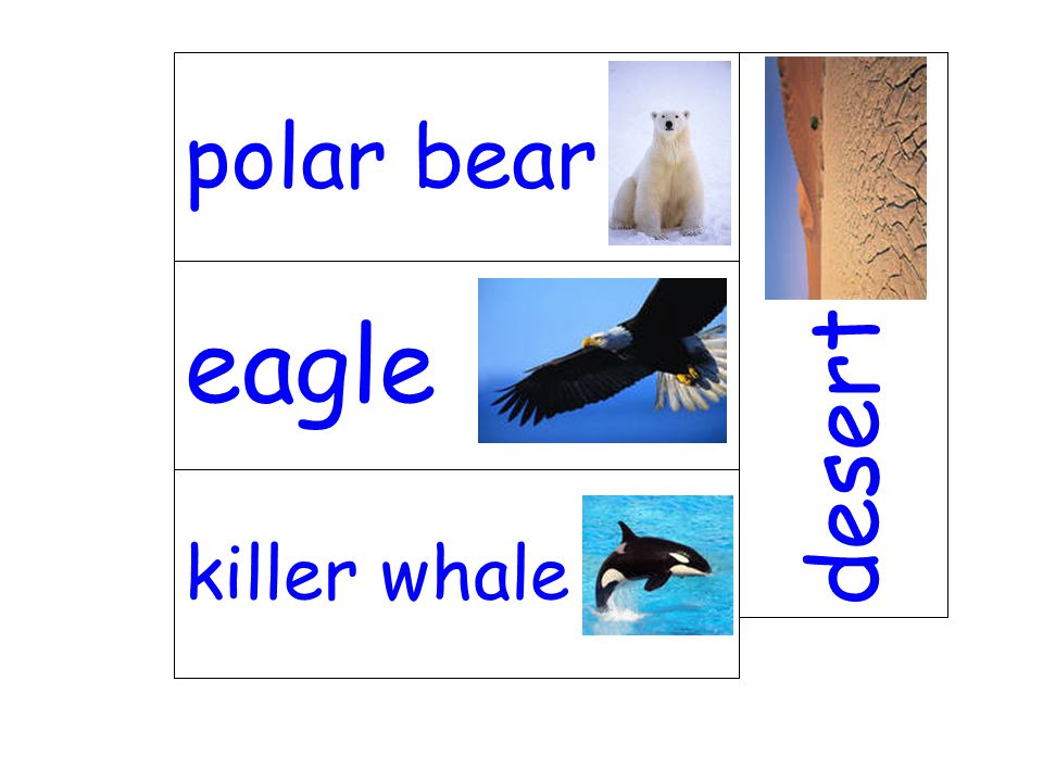 polar bear desert eagle killer whale