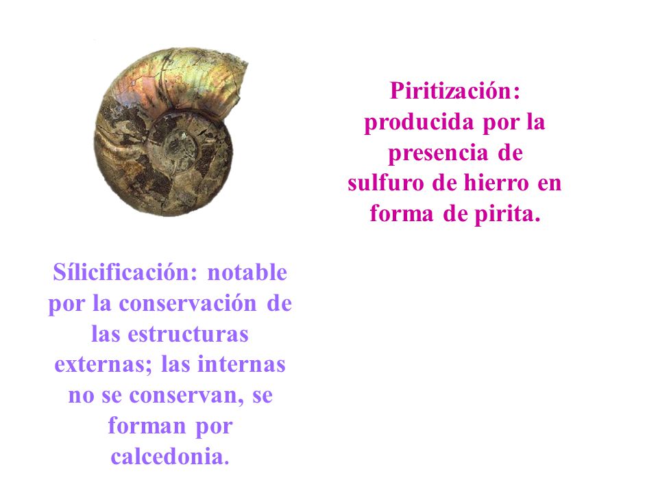 Piritización: producida por la presencia de sulfuro de hierro en forma de pirita.