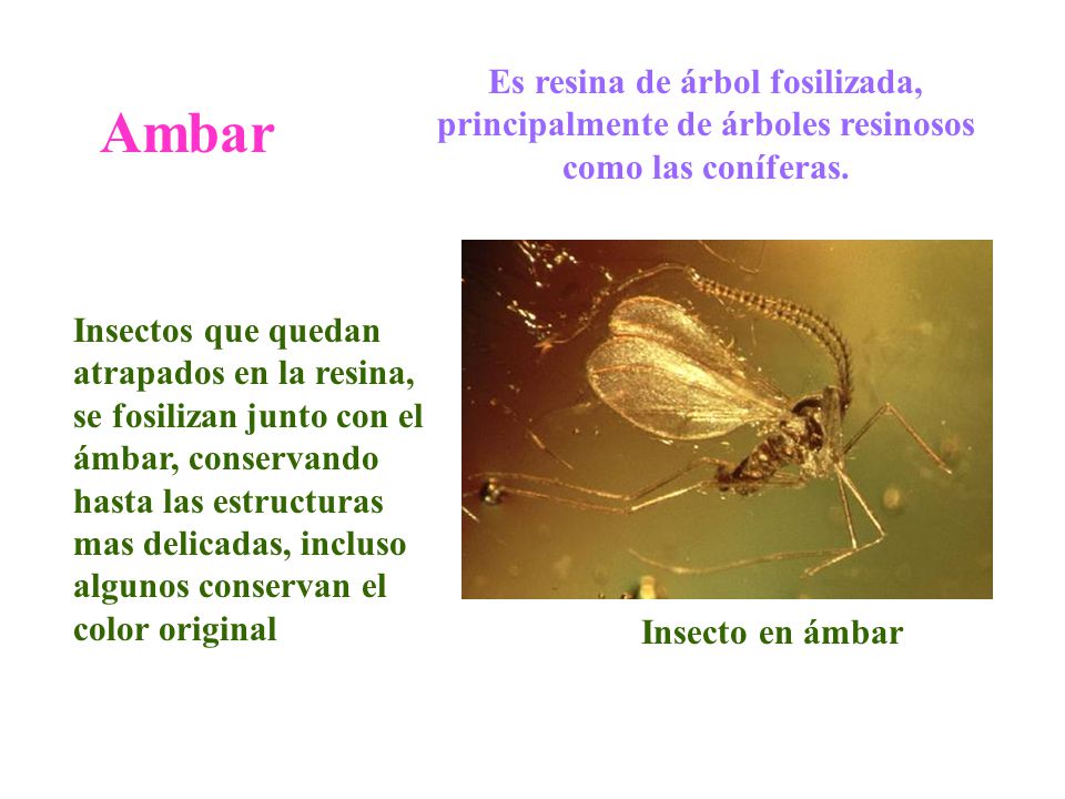 Es resina de árbol fosilizada, principalmente de árboles resinosos como las coníferas.