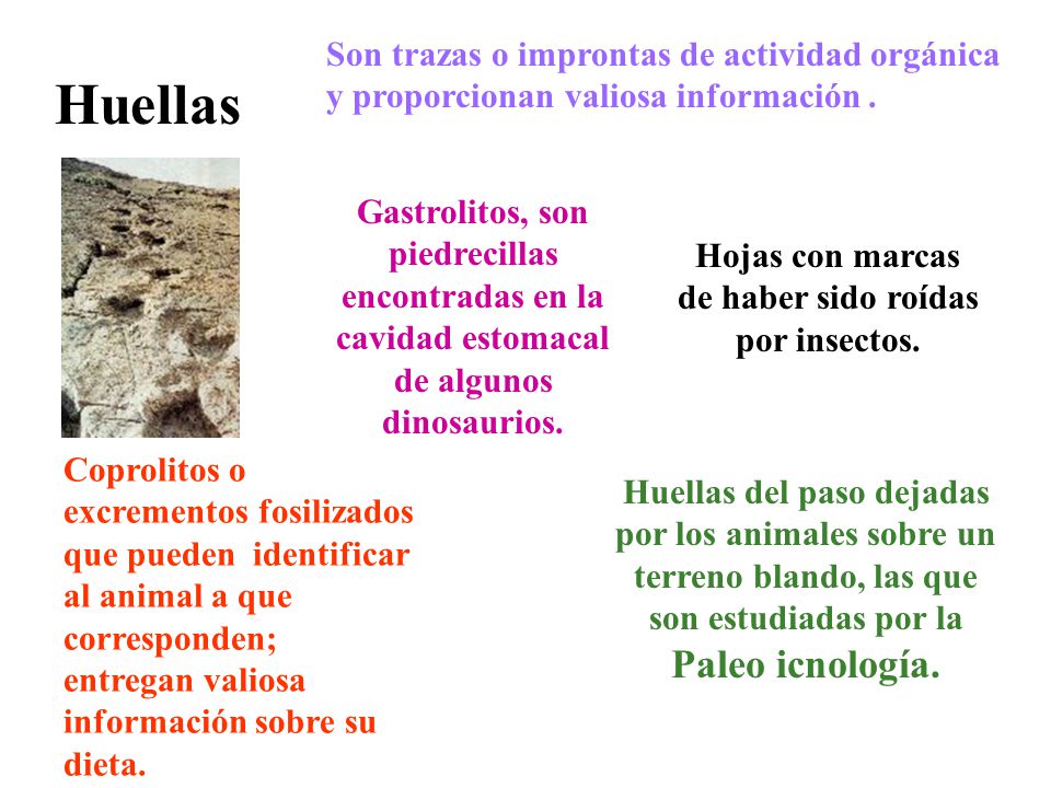 Hojas con marcas de haber sido roídas por insectos.