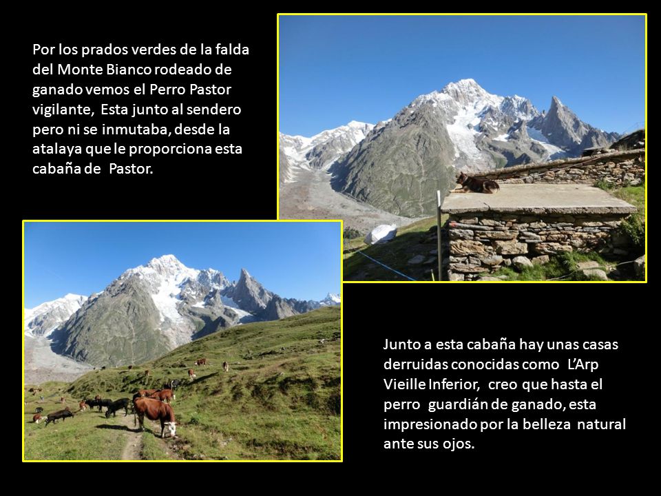 Por los prados verdes de la falda del Monte Bianco rodeado de ganado vemos el Perro Pastor vigilante, Esta junto al sendero pero ni se inmutaba, desde la atalaya que le proporciona esta cabaña de Pastor.