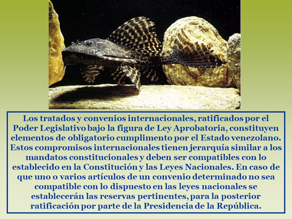 Los tratados y convenios internacionales, ratificados por el Poder Legislativo bajo la figura de Ley Aprobatoria, constituyen elementos de obligatorio cumplimento por el Estado venezolano.