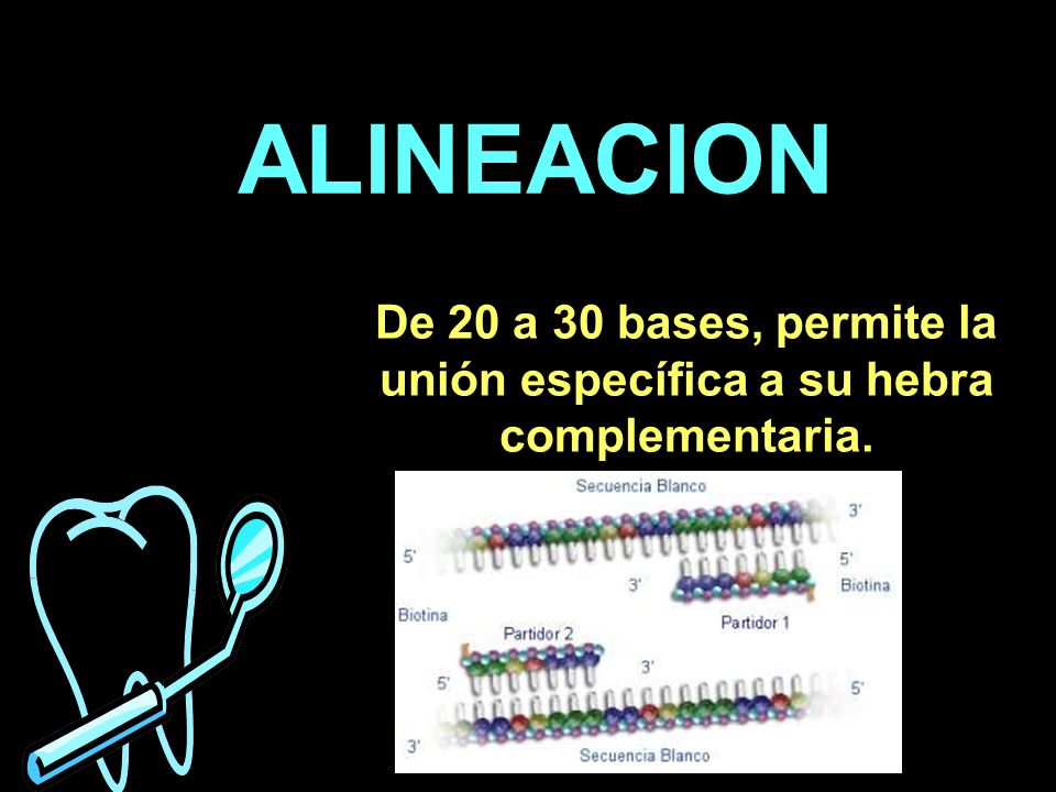 ALINEACION De 20 a 30 bases, permite la unión específica a su hebra complementaria.