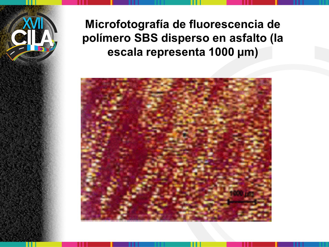 Microfotografía de fluorescencia de polímero SBS disperso en asfalto (la escala representa 1000 µm)